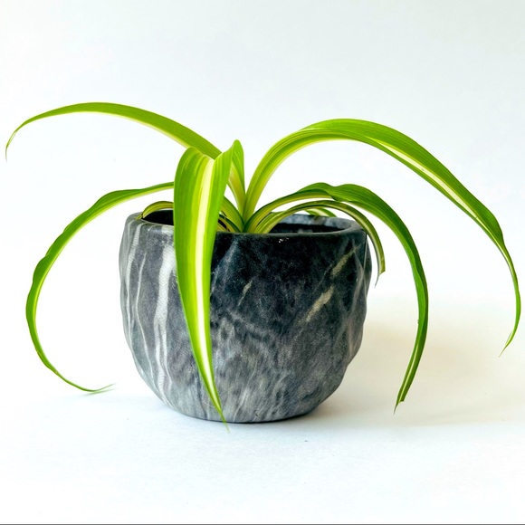 Bonnie Spider Plant in Dark Gray Marble Pot - Picture 1 of 7